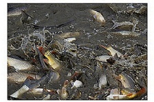  水產(chǎn)養(yǎng)殖過程中溶解氧的重要性