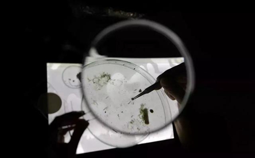 科學家確認人體已被微塑料污染，污染源不僅是海洋