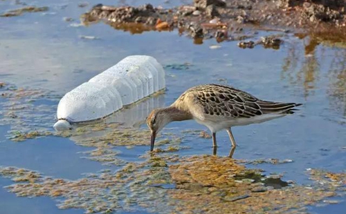 科學家確認人體已被微塑料污染，污染源不僅是海洋